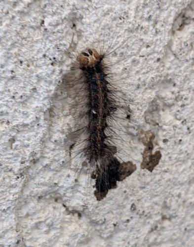 Lymantria dispar