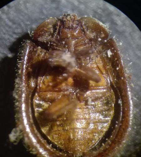 Thymalus limbatus