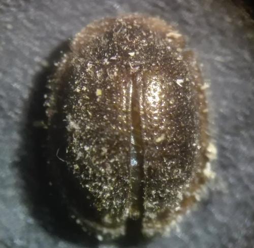 Thymalus limbatus