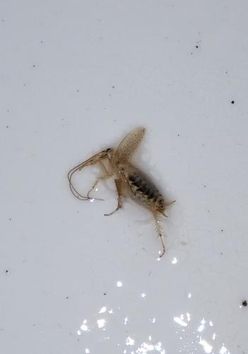 Planuncus vinzi