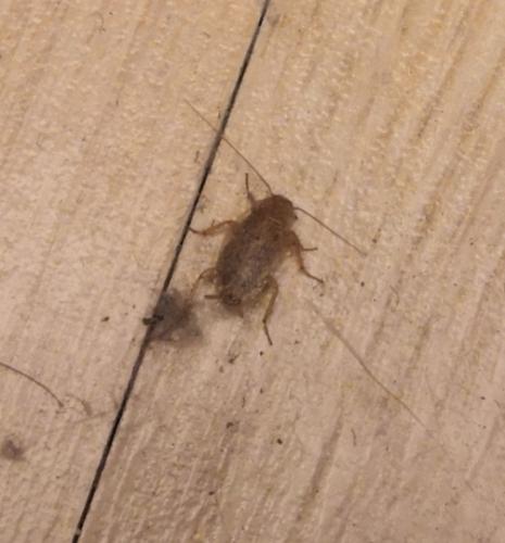 Ectobius sp.