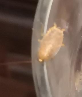 Ectobius sp.