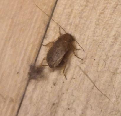 Ectobius sp.