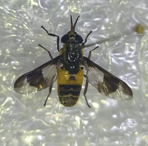 Chrysops viduatus