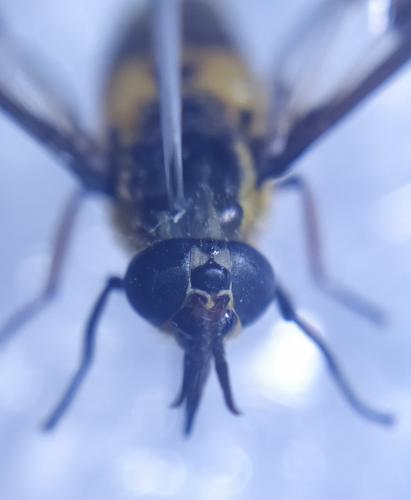 Chrysops viduatus