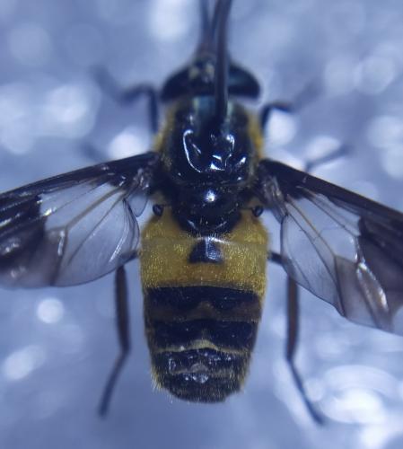 Chrysops viduatus