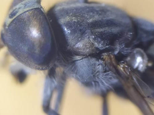 Réf. 264 802 : Tabanus glaucopis