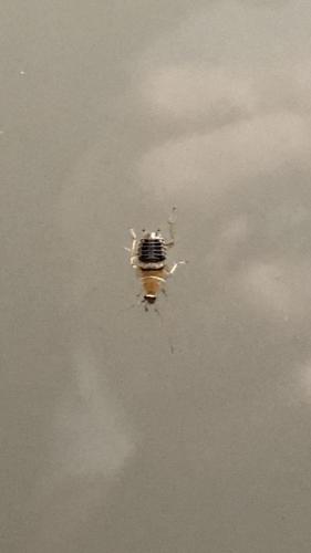 Planuncus vinzi