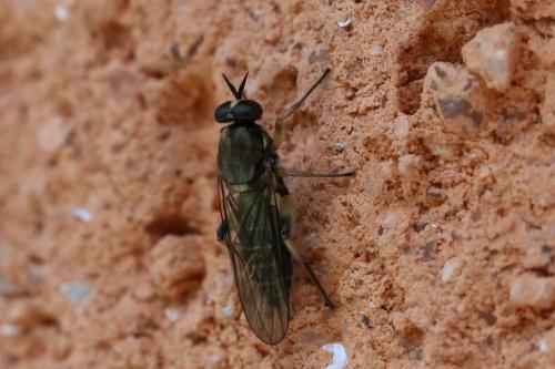 Réf. 264 958 : Solva marginata
