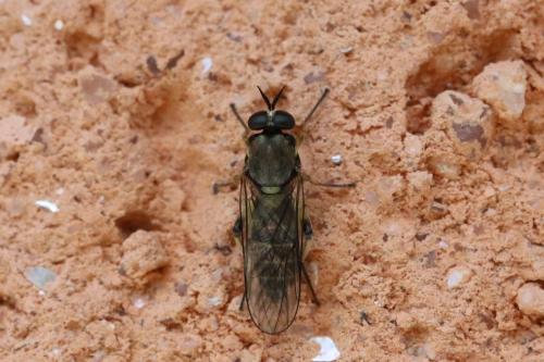 Réf. 264 959 : Solva marginata