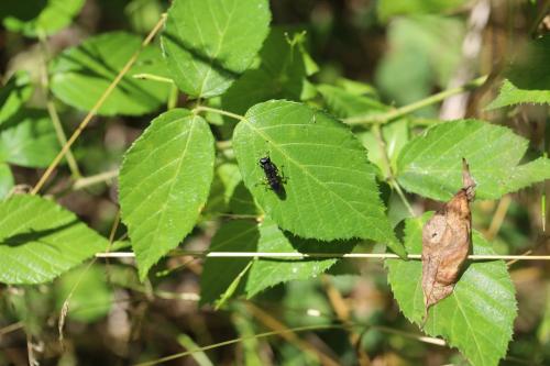 Ectemnius nigritarsus