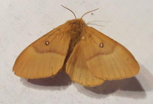 Réf. 264 588 : Lasiocampa quercus