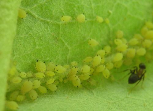 Aphis verbasci