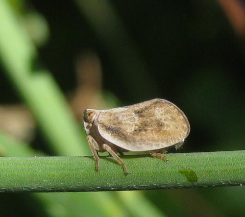 Agalmatium flavescens