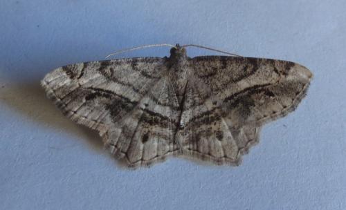 Réf. 264 189 : Chiasmia aestimaria