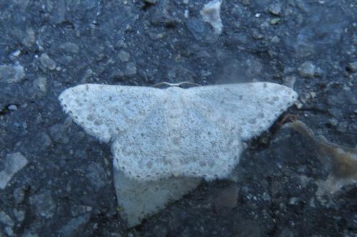 Réf. 264 965 : Scopula marginepunctata