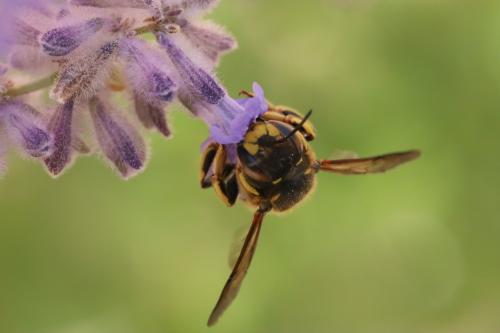 Réf. 264 532 : Anthidium florentinum