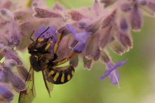 Anthidium florentinum