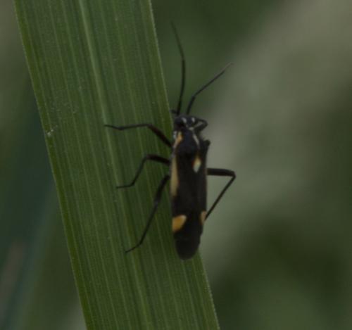 Capsodes sulcatus