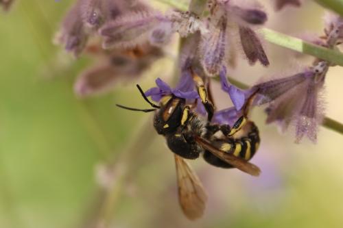 Anthidium florentinum