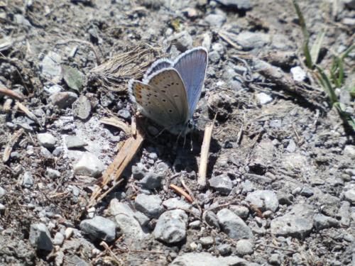 Réf. 264 980 : Plebejus sp.