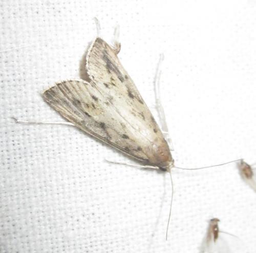Schoenobius gigantella