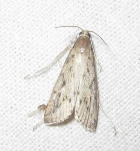 Schoenobius gigantella