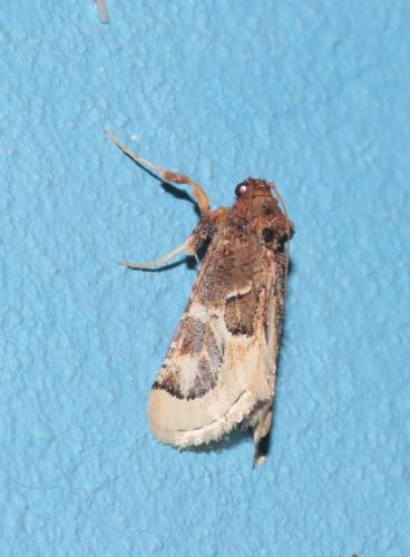 Loryma egregialis