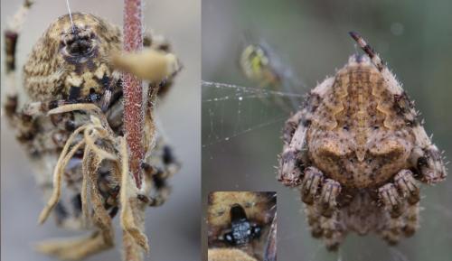 Araneus angulatus