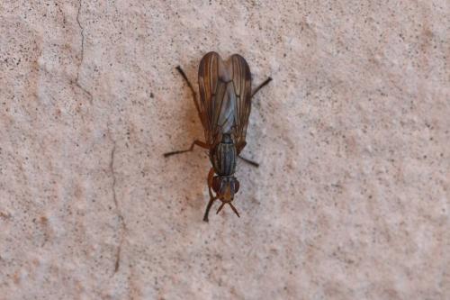 Dorycera graminum