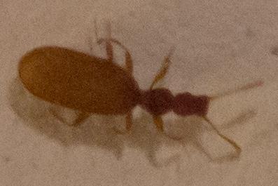 Adistemia watsoni