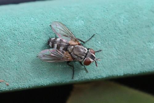 Réf. 264 962 : Metopia sp.