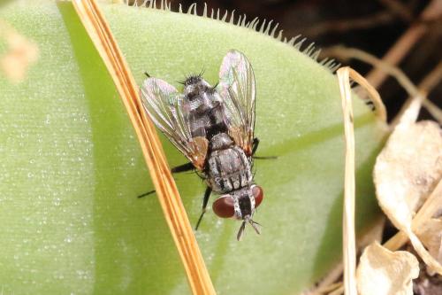 Réf. 264 963 : Metopia sp.