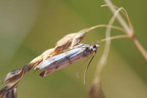 Homoeosoma sinuella