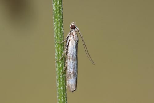 Homoeosoma sinuella