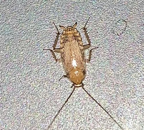 Réf. 264 142 : Ectobius sp.