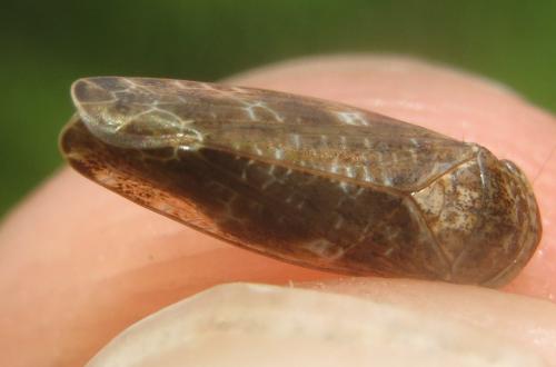 Réf. 264 890 : Allygus sp.
