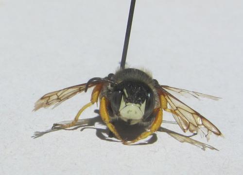 Réf. 264 143 : Trachusa interrupta