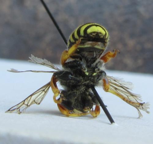 Réf. 264 144 : Trachusa interrupta