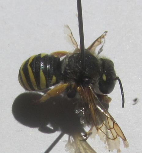Réf. 264 145 : Trachusa interrupta