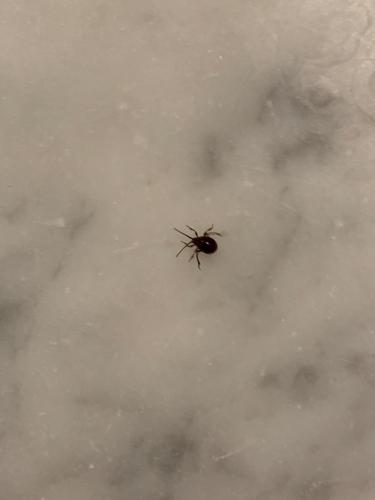 Gibbium sp.