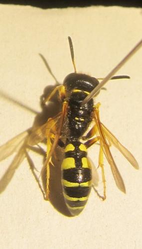 Philanthus coronatus
