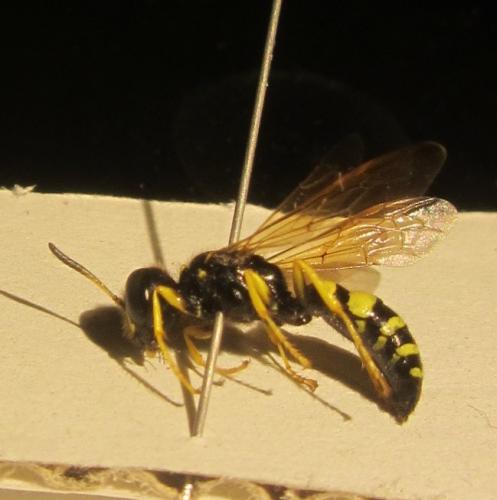 Philanthus coronatus