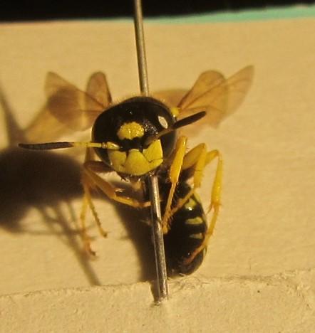 Philanthus coronatus