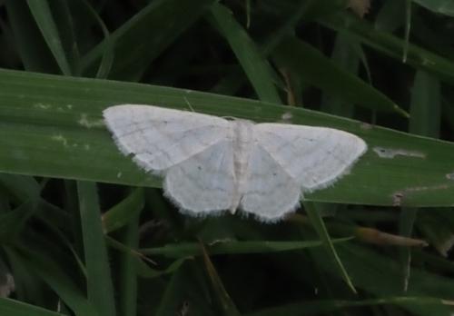 Réf. 264 434 : Idaea subsericeata