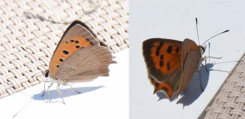 Lycaena phlaeas