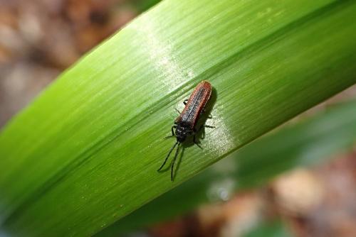 Omalisus fontisbellaquei