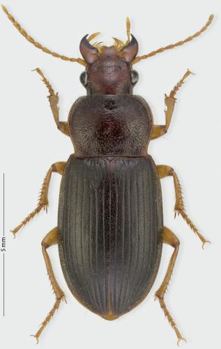 Ophonus schaubergerianus