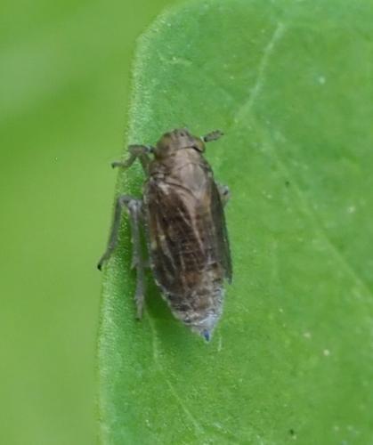 Javesella sp.