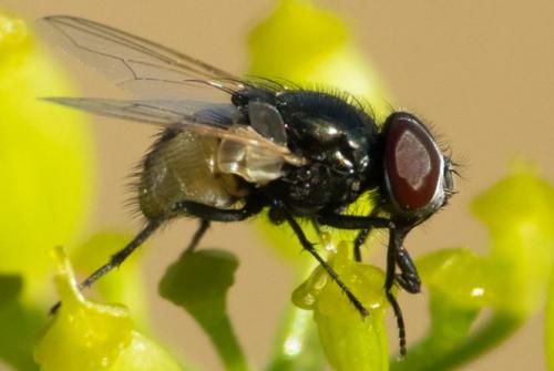 Réf. 264 800 : Musca sp.